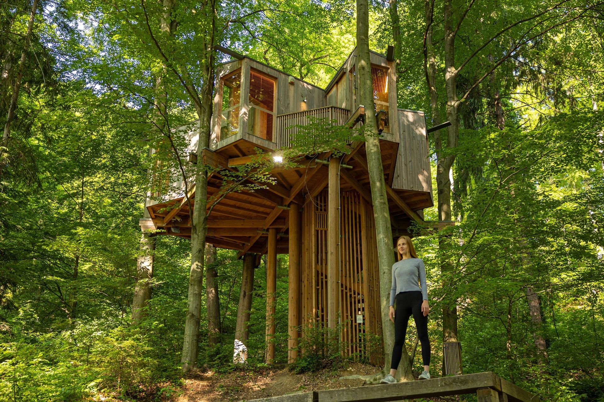 Drevesna hika fotograf Rok Deelak