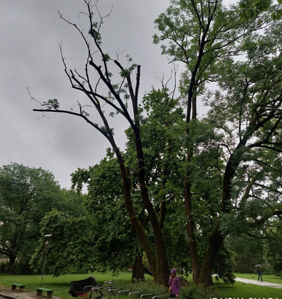 drevo valasorjev park