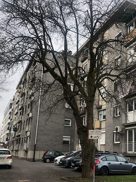 4 1 drevo 1742461195619