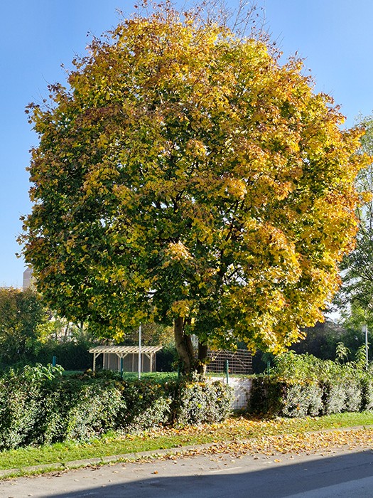 5 drevo 1742399521535