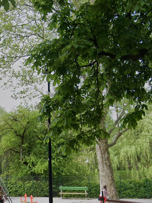 6 drevo 1742399558337