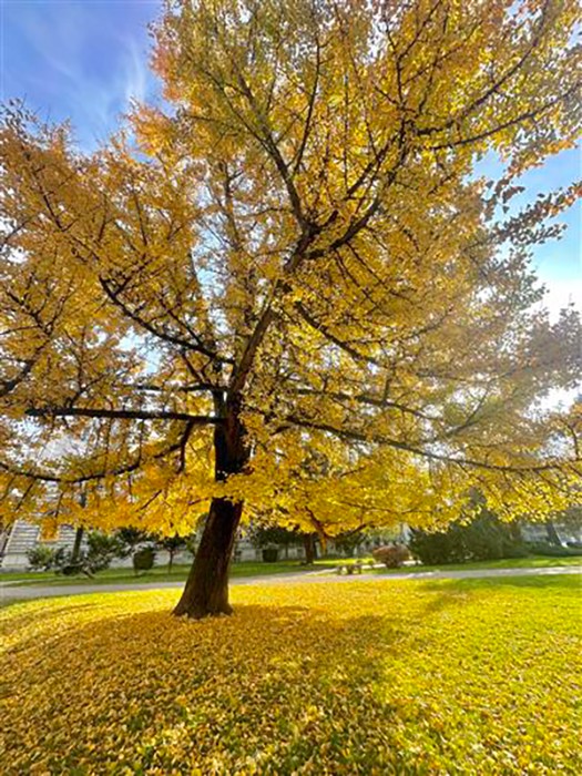 7 drevo 1742399577747