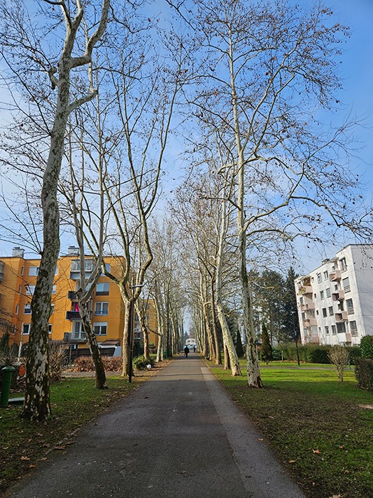 platane bs3 1742455938512