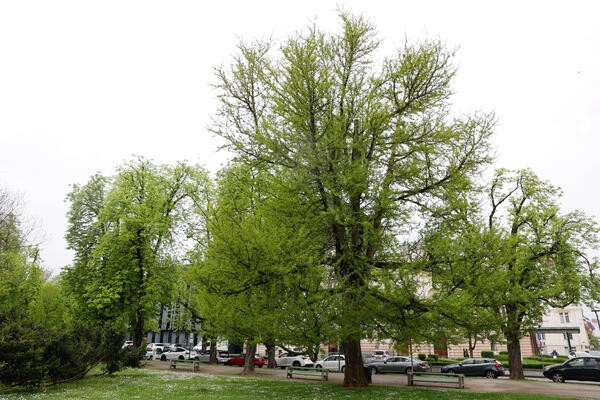 drevo leta v Valvasorjevem parku