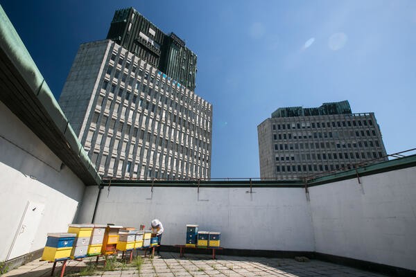 Urbani čebelnjak na strehi Cankarjevega doma. Foto: Luka Dakskobler
