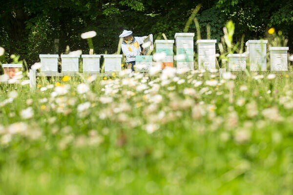 Urbano čebelarstvo na Čebelji poti. Foto: Luka Dakskobler