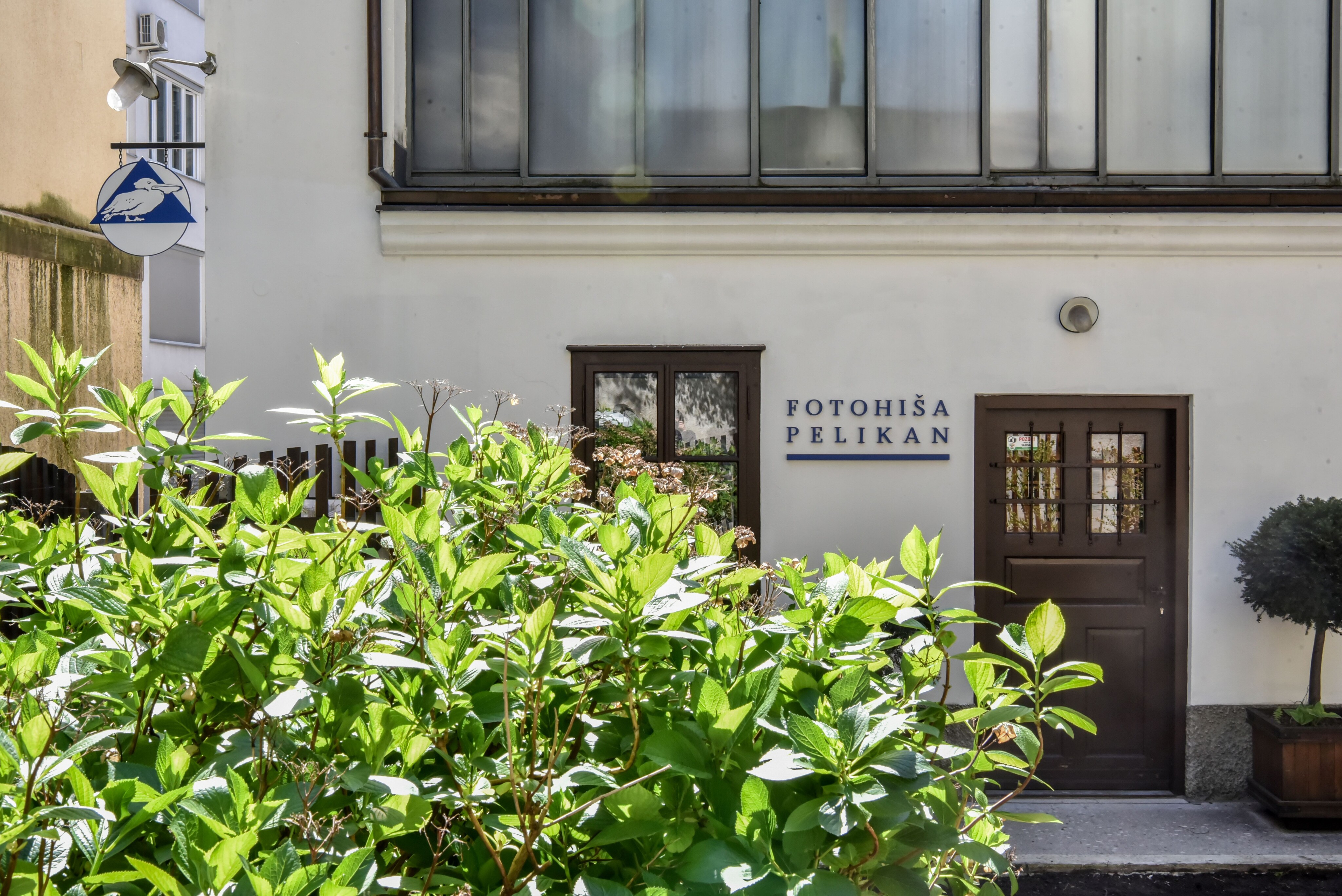 Fotohia Pelikan foto Arhiv MnZC