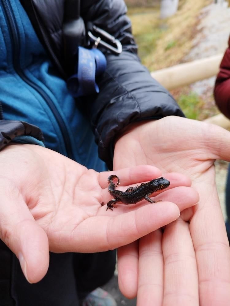 Zakaj v Zagorju ob Savi varujemo dvoživke