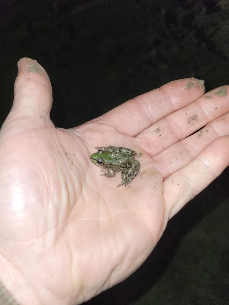 Zakaj v Zagorju ob Savi varujemo dvoživke