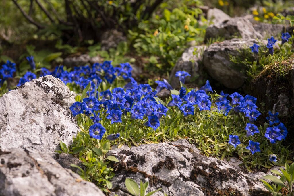 Mednarodni dan muzejev in Dan očarljivih rastlin