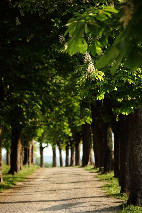 Kettejev drevored ena najpomembnejših znamenitosti v Novem mestu