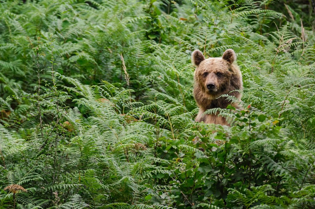 Kako se vesti ob morebitnem srečanju z medvedom ali volkom