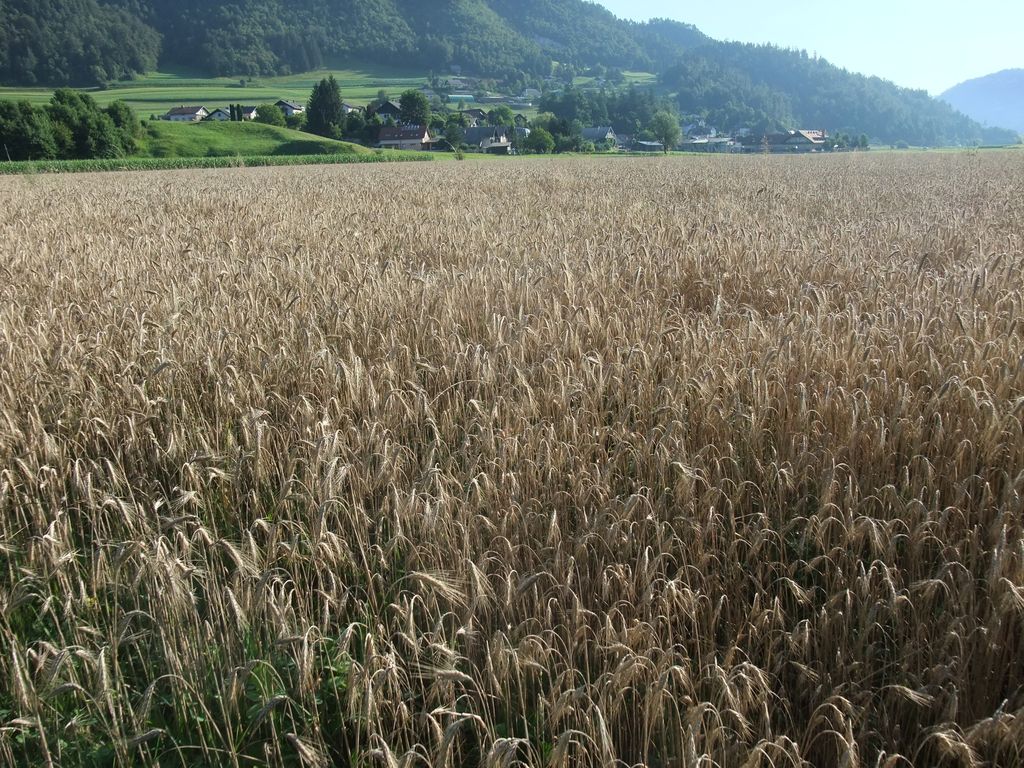 Žitno polje v Srednji vasi. Fotografirano konec julija 2020. 