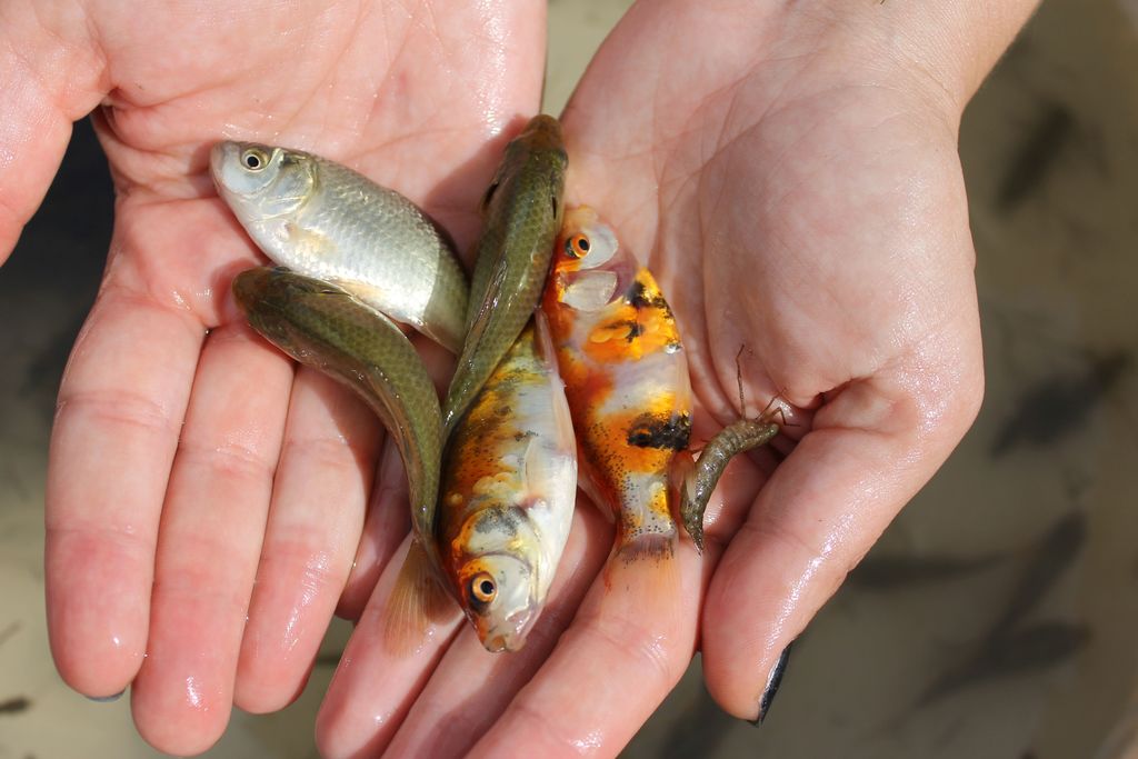 Različno obarvani srebrni koreslji – zlate ribice
