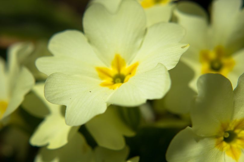 Trobentica (znanstveno ime Primula vulgaris) je najbolj razširjena predstavnica rodu jegličev v Sloveniji.