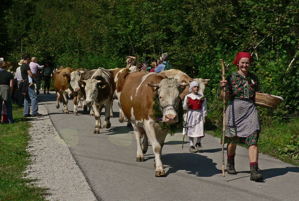 Kravji bal je ponos Bohinja