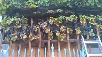 Vinograd obdelovati Slovenec mora znati