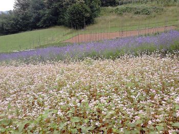 Projekt Uporabna zelišča