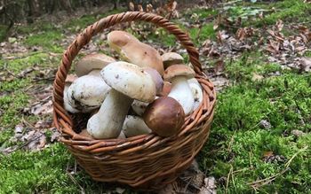 Ohranjanje gobjega bogastva naših gozdov