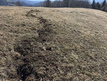 Lovrenc: Naj razigranost naših hišnih ljubljenčkov ne pušča nepopravljivih posledic v naravi