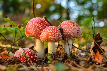 Odprtje fotografske razstave Darje Grdina