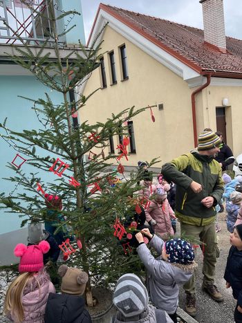 Pred Knjižnico Vojnik stoji čudovita jelka