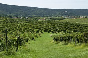 Povabilo k sodelovanju v anketi za potrebe priprave občinske strategije razvoja kmetijstva