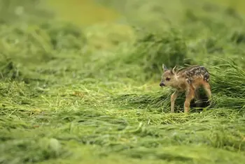 Tehnologija, ki rešuje nemočne