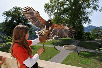 Sokolarska skupina iz Slovaške na našem gradu