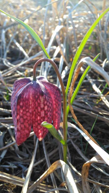 21. marec – praznik Občine Ig