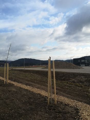 Koga moti lipov drevored?