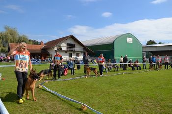 Državna razstava nemških ovčarjev