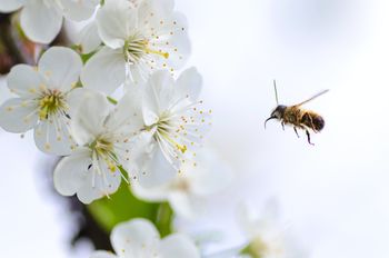 Javna obravnava odloka za pomoč čebelarjem za 2023