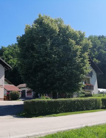 Ko so lipe cvetele …