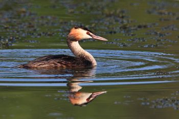Opazovanje ptic okrog ribnika Vrbje