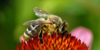 Dan odprtih vrat slovenskih čebelarjev