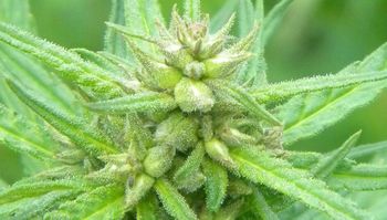 Izobraževanje FITOREMEDIACIJA S KONOPLJO