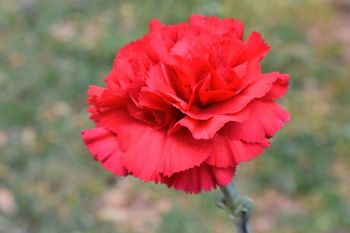 Voščilo ob prazniku dela in dnevu zmage