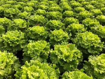 Kaj bomo pa letos sejali in jedli?