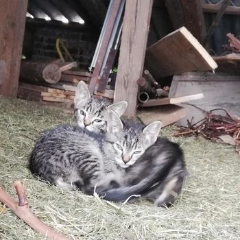  DZLMZ v projektu Objem topline