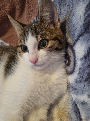 Stresni odzivi hišnih živali na pokanje in ognjemete Stresni odzivi hišnih živali na pokanje in ognjemete