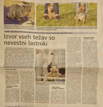 DZLMZ V Novem Tedniku o problematiki pomoči potrebnih mačk DZLMZ V Novem Tedniku o problematiki pomoči potrebnih mačk