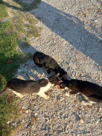 DZLMZ Vojnik v podkastu