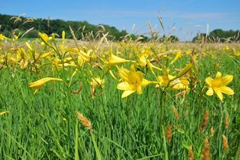 Pot metuljev v Motvarjevcih