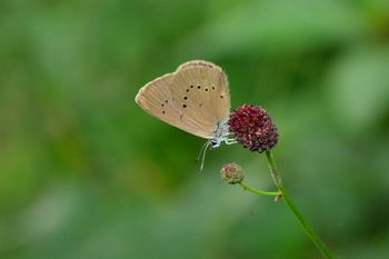 Pot metuljev v Motvarjevcih