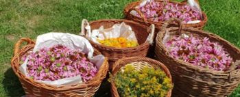 Voden ogled zeliščnega vrta na zeliščni kmetiji Vidov brejg 