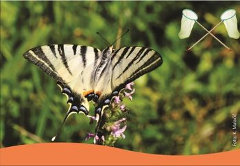 Dnevni metulji na goričkih travnikih