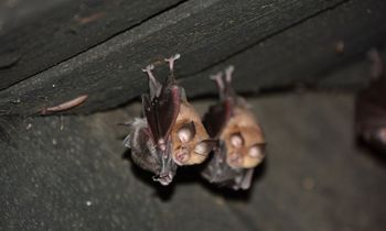 Dan odprtih vrat razstave PreŽiveti z netopirji 