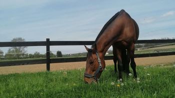 Poletni jahalni tabor za otroke