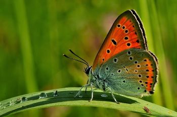  Dnevni metulji na goričkih travnikih, voden sprehod s strokovno razlago 